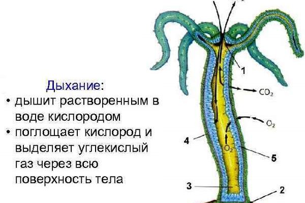 Рабочее зеркало кракен store