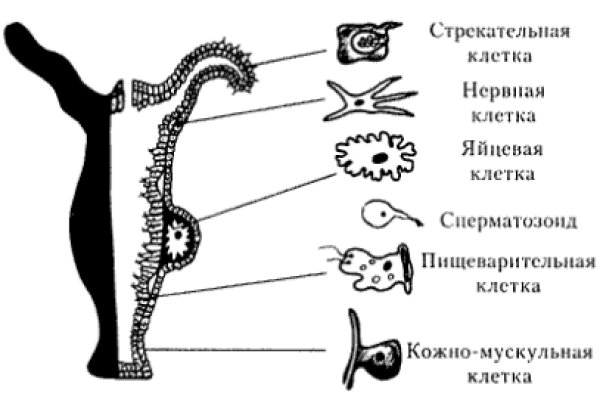 Кракен зеркало впн