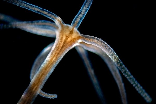 Kraken наркотики сайт